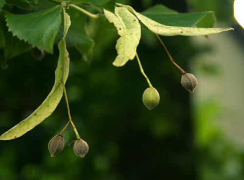 Le tilleul, Tilia cordata, est un arbre.  JPEG - 30.3 ko