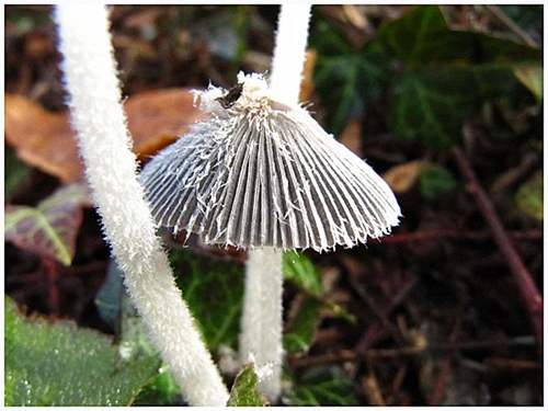Coprinus plicatilis est un champignon éphémère et minuscule.  JPEG - 28.3 ko