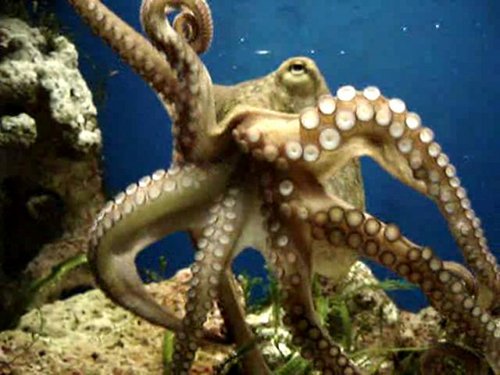 Octopus vulgaris possède huit bras et plus de deux cent ventouses en deux rangées sur chaque membre.  JPEG - 41.8 ko