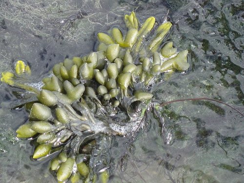 Le varech ou goëmon, Fucus vesiculosis, une algue des océans, est doté de flotteurs.  JPEG - 62.4 ko