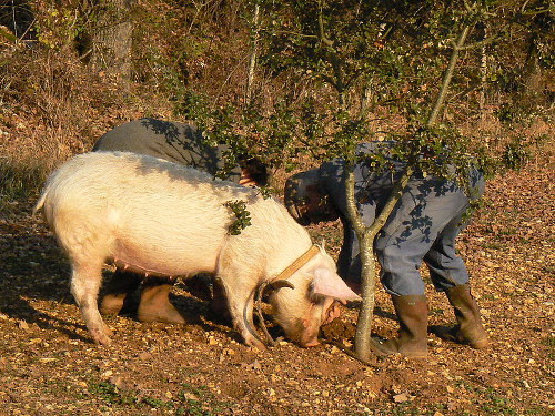 Le flair du cochon lui permet de sentir les truffes dans le sol sous certains chênes..  JPEG - 106.4 ko