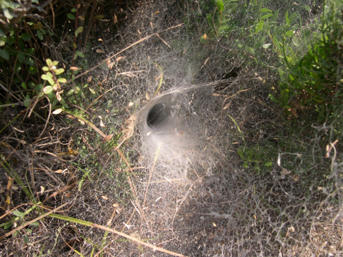 Une araignée tégénaire (Agelena labyrinthica) tisse une toile en forme d'entonnoir.  JPEG - 243.1 ko