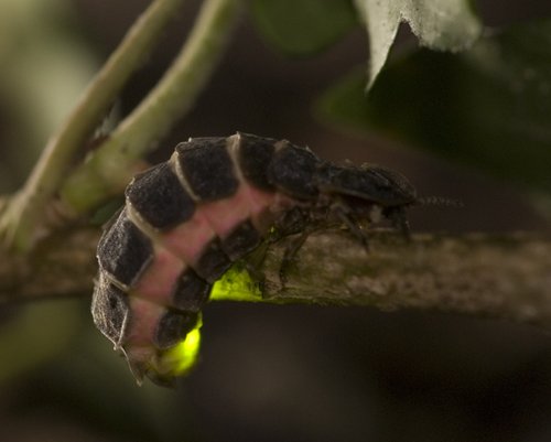 Le « vers luisant » est en fait la femelle aptère (sans ailes) du coléoptère lampyris noctiluca, un insecte donc.  JPEG - 21.6 ko