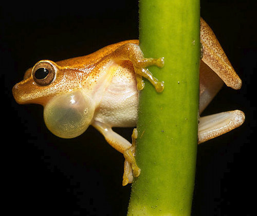 Le sac gulaire (ou sac vocal) de la grenouille mâle Dendropsophus microcephalus lui sert à chanter.  JPEG - 43.2 ko