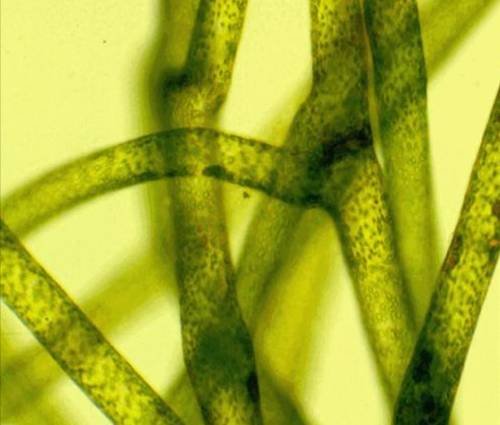 L'algue Vaucheria litorea réalise la photosynthèse avec ses chloroplastes et la limace de mer, Elysia chlorotica, en consommant l'algue, stocke les chloroplastes dans son organisme.  JPEG - 28.5 ko
