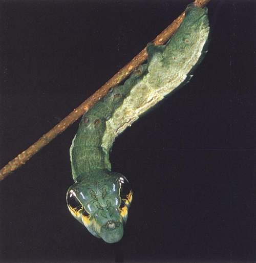 Par homomorphie, la chenille du sphynx Hemeroplanes ornatus imite un serpent avec l'arrière de son corps, dissuadant par son aspect dangereux l'oiseau prédateur qui pourrait en faire son déjeuner.  JPEG - 17.4 ko