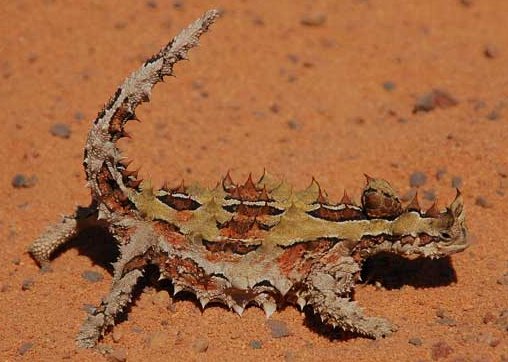 Moloch horridus, petit lézard du désert australien, récupère les gouttelettes dans des canaux situés entre les épines de son dos. L'eau est dirigée vers sa bouche.  JPEG - 45.6 ko