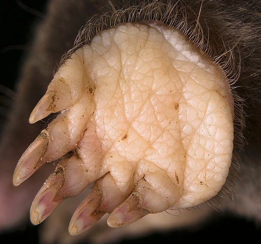 face antérieure d'une patte de taupe, un os élargi du poignet donne l'impression d'un sixième doigt.  JPEG - 63.8 ko