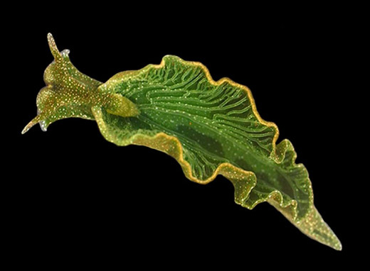 Elysia chlorotica, limace de mer, est capable de vivre par la photosynthèse en stockant dans son organisme les chloroplastes des algues qu'elle absorbe.  JPEG - 31.9 ko