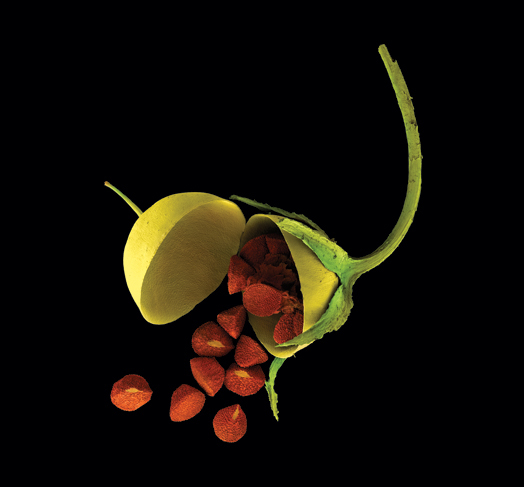 Fruit sec du Mouron rouge Anagallis arvensis  JPEG - 71.5 ko