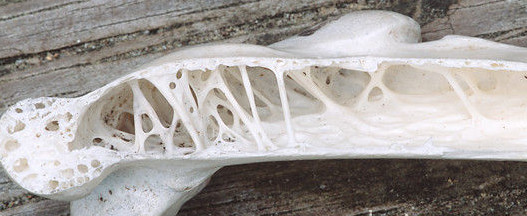 La coupe longitudinale d'un os long (humerus) de pélican illustre l'invention de la nature des réseaux de trabécules osseuses qui allègent le squelette d'un oiseau et vont initier des inventions humaines de structures légères.  JPEG - 49.6 ko