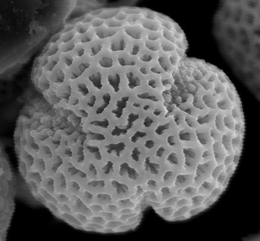 Arabis dont le grain de pollen est « tricolpate ».  JPEG - 50.8 ko