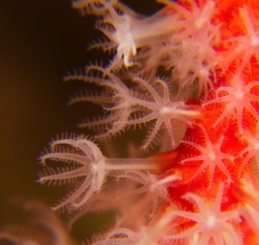 Les polypes de Corallium rubrum sont transparents mais leur squelette collectif est rouge.  JPEG - 76.2 ko
