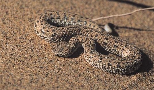 Bitis peringueyi, petite vipère des sables du désert de Namibie.  JPEG - 60.8 ko