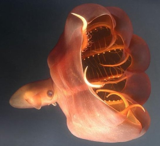 Stauroteutis syrtensis attire ses proies avec le leurre lumineux à l'extrémité de ses tentacules.  JPEG - 32.5 ko