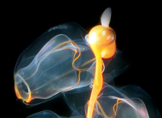 Détail d'une cloche natatoire de Sinophore, Marrus orthocanna, qui possède la singularité de pouvoir se détacher du tronc de sa colonie afin de mener une vie indépendante sous forme de méduse.  JPEG - 96.9 ko