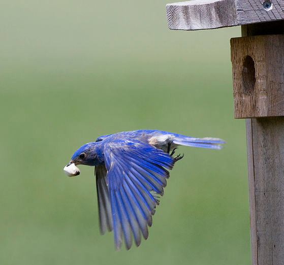 Western blue bird emportant, loin du nichoir, le sac fécal d'un de ses oisillons, afin de garder le nid propre.  JPEG - 42.6 ko