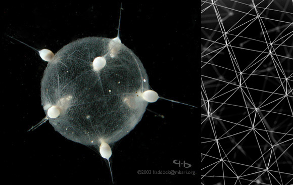 Tuscaridium cygneum, une colonie de radiolaires et, à droite, le réseau siliceux de leurs squelettes.  JPEG - 70.2 ko