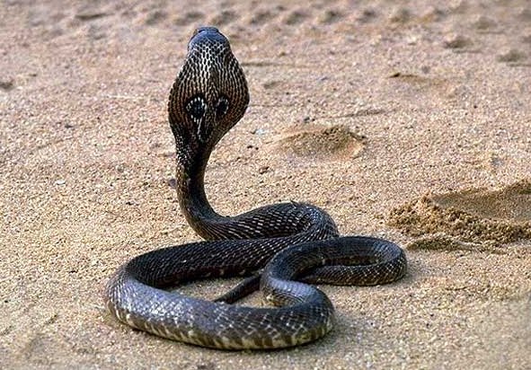Sans former aucun angle, le corps d'un cobra dessine des courbes et des méandres pour occuper moins de surface et protéger sa vulnérabilité.  JPEG - 80.5 ko
