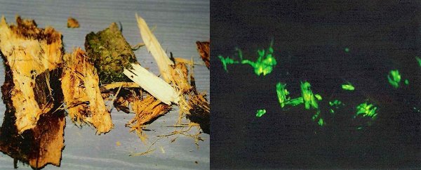 Sur ces débris de bois mort, le mycelium du champignon armillaire devient bioluminescent dans l'obscurité. Ce n'est pas le bois lui même mais les filaments microscopiques du champignon qui émettent de la luminescence.  JPEG - 41.1 ko