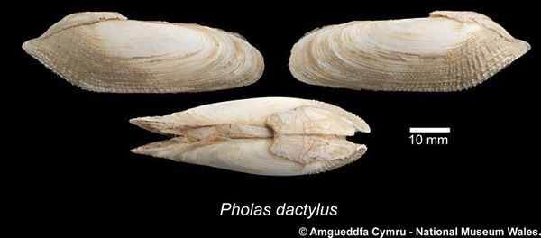La coquille, asymétrique et dentée sur les bords, permet à la Pholade lumineuse Pholas dactilus, de forer des trous dans les roches calcaires dures.  JPEG - 36.2 ko