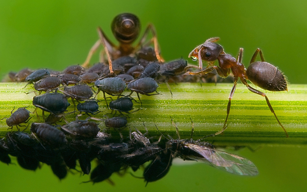 Elles les traient pour recueillir le miellat qu'ils produisent et que les fourmis consomment. qui sort à l'arrière du puceron quand la fourmi lui stimule l'arrière-train en le palpant .  JPEG - 227.7 ko