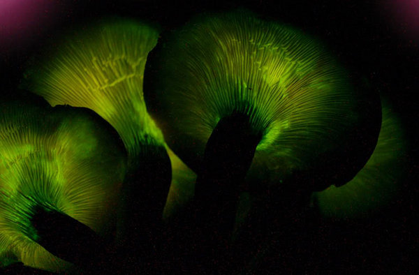 Ce champignon émet par en dessous une luminescence verte.  JPEG - 44.4 ko