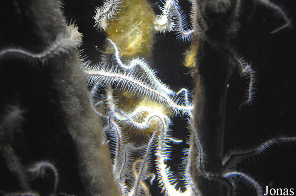 Ophiocomina nigra, une ophiure bioluminescente, cousine des étoiles de mer.  JPEG - 56.6 ko