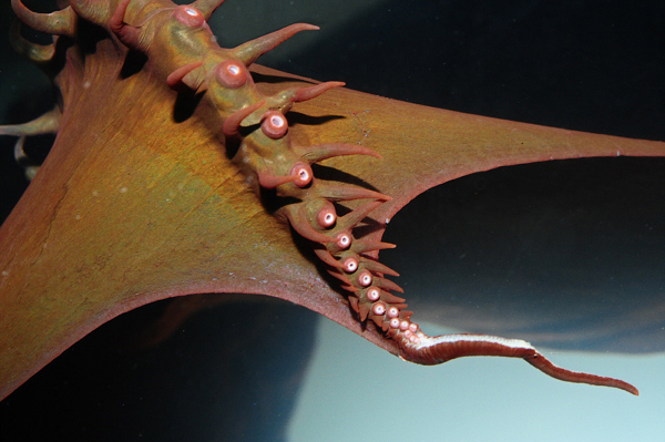 Les ventouses de Vampyroteuthis infernalis.  JPEG - 126.9 ko