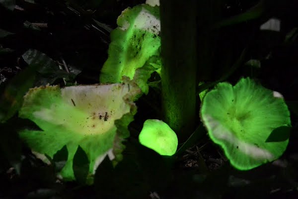 Neonothopanus gardneri est un fungi (le nouveau nom scientifique des champignons) luminescent dans l'obscurité totale.  JPEG - 23.1 ko