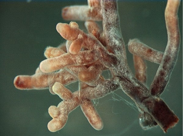 Sous le sol, le mycélium de l'Amanite tue-mouches entoure les radicelles d'un arbre d'un manchon mycélien. C'est une ectomycorhize.  JPEG - 56.5 ko