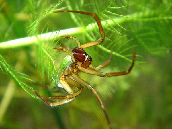 L'araignée aquatique entraîne une bulle d'air sous son abdomen quand elle plonge dans l'eau.  JPEG - 70.8 ko