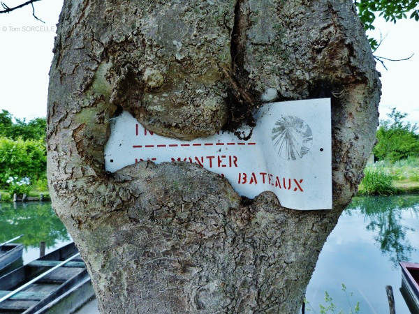 Peu à peu, l'écorce de l'arbre forme un bourrelet autour de la pancarte.  JPEG - 72.4 ko