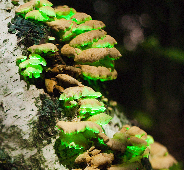 La luminescence est localisée sur les lamelles à la face inférieure du champignon.  JPEG - 506.5 ko