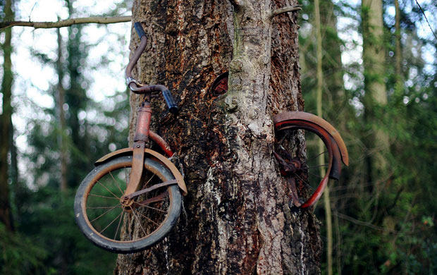 L'arbre a poussé tant bien que mal et le vélo posé au départ contre l'arbre plus mince a suivi le mouvement, emprisonné dans l'écorce.  JPEG - 73.4 ko