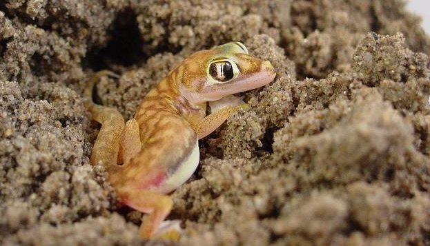 Ptenopus-garrulus, minuscule gecko du desert de Namibie.  JPEG - 64.1 ko