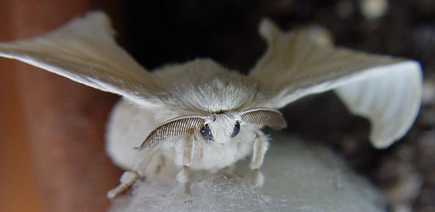 Bombyx venant de s'extraire de son cocon. Les antennes au dessus des yeux lui permettront de capter à grande distance les phéromones émis par une femelle bombyx.  JPEG - 34.7 ko