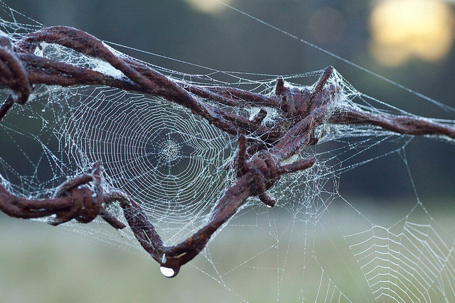 D'un noeud à l'autre, une toile d'araignée s'intègre dans un réseau de fils de fer barbelés.  JPEG - 107.7 ko