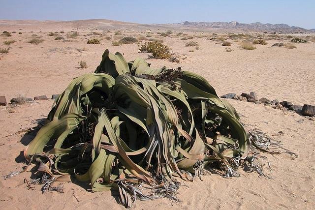 Welwitschia mirabilis se sert de la grande longueur de ses feuilles pour s'hydrater.  JPEG - 90.1 ko