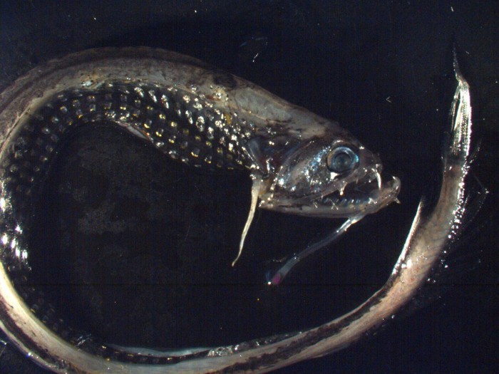 Le Stomia boa ou serpent de mer émet de petits points de lumière bleutée tout le long de ses flancs.  JPEG - 85.3 ko