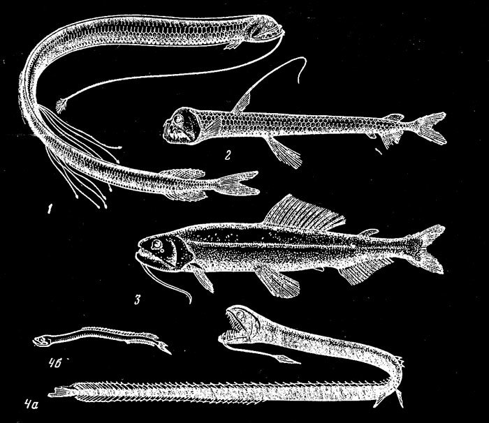 1 : Stomias boa ou serpent de mer - 2 : Chauliodus sloani - 4a : Idiacanthus fasciola -  JPEG - 90.8 ko