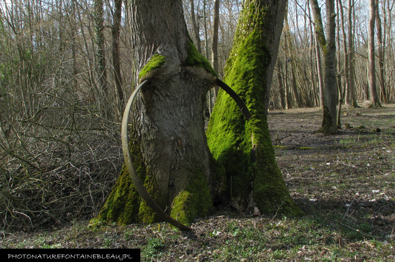 Des arbres intègrent avec patience des objets extérieurs qui blessent leur écorce. Celui-ci pousse dans la forêt de Fontainebleau.  JPEG - 272.5 ko
