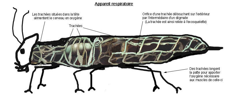 Croquis indiquant les trachées de respiration des insectes.  JPEG - 50.2 ko
